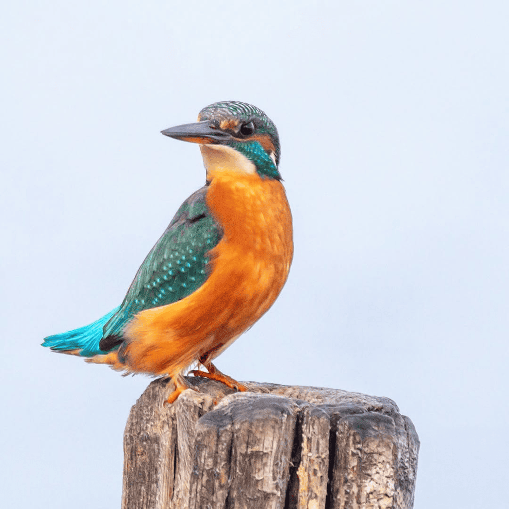 Vogelfotografie. Ijsvogel gefotografeerd bij het Veerse Meer